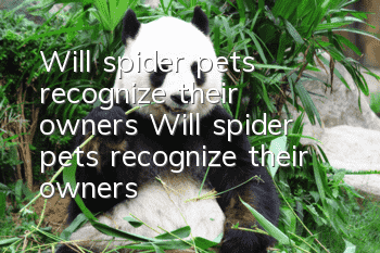 Will spider pets recognize their owners? Will spider pets recognize their owners?