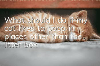 What should I do if my cat likes to poop in places other than the litter box?