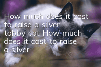 How much does it cost to raise a silver tabby cat? How much does it cost to raise a silver tabby cat?