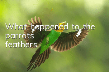 What happened to the parrot's feathers?