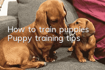 How to train puppies? Puppy training tips!