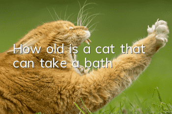 How old is a cat that can take a bath?