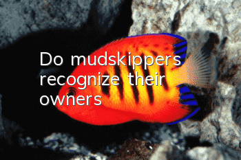 Do mudskippers recognize their owners?