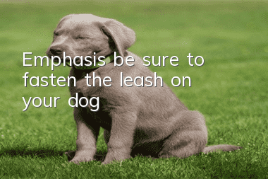 Emphasis, be sure to fasten the leash on your dog!