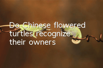 Do Chinese flowered turtles recognize their owners?