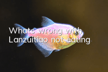 What's wrong with Lanzuitiao not eating?