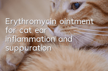 Erythromycin ointment for cat ear inflammation and suppuration