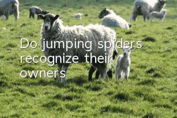 Do jumping spiders recognize their owners?