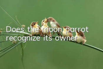 Does the moon parrot recognize its owner?