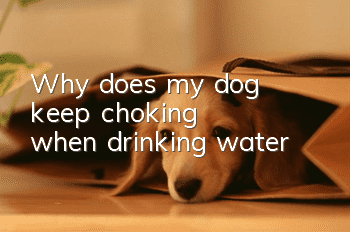 Why does my dog ​​keep choking when drinking water?