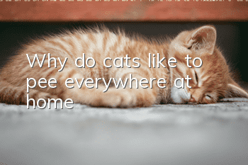 Why do cats like to pee everywhere at home?