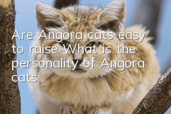 Are Angora cats easy to raise? What is the personality of Angora cats?