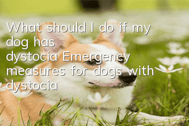 What should I do if my dog ​​has dystocia? Emergency measures for dogs with dystocia!