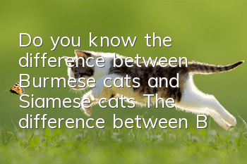 Do you know the difference between Burmese cats and Siamese cats? The difference between Burmese cats and Siamese cats!