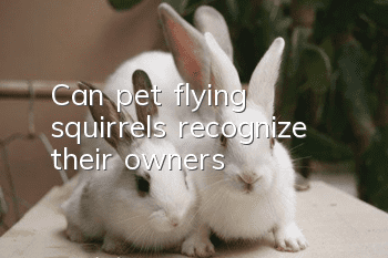 Can pet flying squirrels recognize their owners?