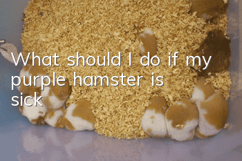 What should I do if my purple hamster is sick?