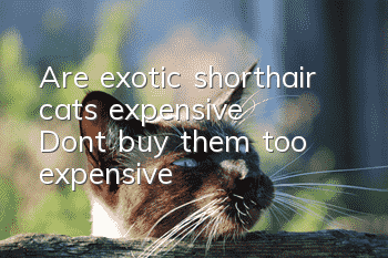 Are exotic shorthair cats expensive? Don’t buy them too expensive!