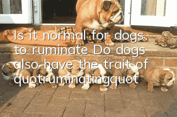 Is it normal for dogs to ruminate? Do dogs also have the trait of "ruminating"?