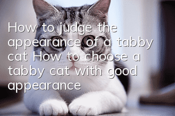 How to judge the appearance of a tabby cat? How to choose a tabby cat with good appearance?