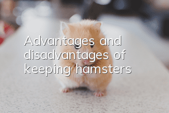 Advantages and disadvantages of keeping hamsters