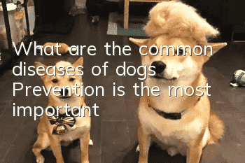 What are the common diseases of dogs? Prevention is the most important!