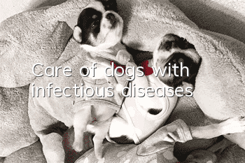 Care of dogs with infectious diseases