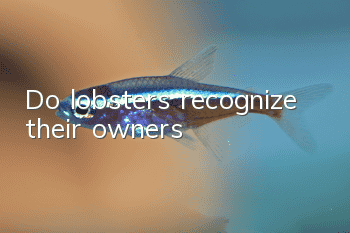 Do lobsters recognize their owners?