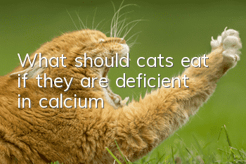 What should cats eat if they are deficient in calcium?