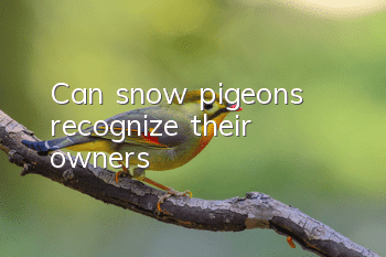 Can snow pigeons recognize their owners?