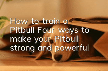 How to train a Pitbull? Four ways to make your Pitbull strong and powerful!