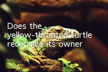 Does the yellow-throated turtle recognize its owner?