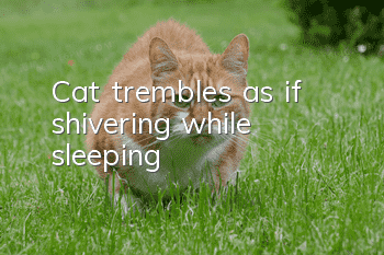 Cat trembles as if shivering while sleeping