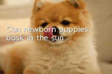 Can newborn puppies bask in the sun?