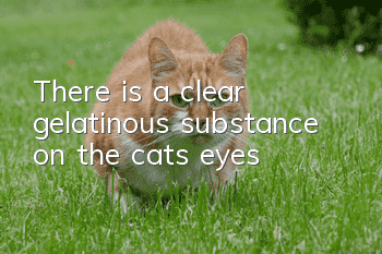 There is a clear gelatinous substance on the cat’s eyes