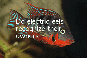 Do electric eels recognize their owners?