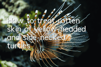 How to treat rotten skin of yellow-headed and side-necked turtles