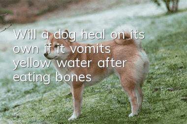 Will a dog heal on its own if it vomits yellow water after eating bones?