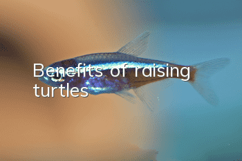 Benefits of raising turtles