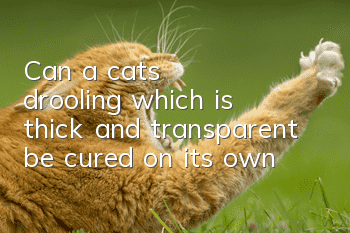 Can a cat's drooling, which is thick and transparent, be cured on its own?