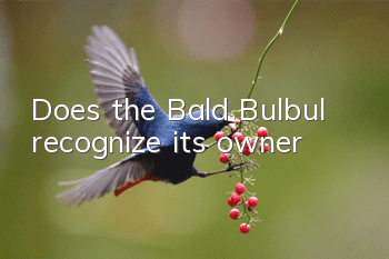 Does the Bald Bulbul recognize its owner?