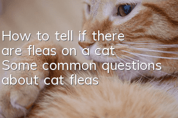 How to tell if there are fleas on a cat? Some common questions about cat fleas!