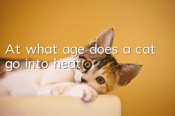 At what age does a cat go into heat?