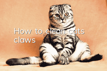 How to clean cat’s claws