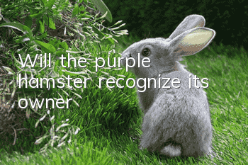 Will the purple hamster recognize its owner?