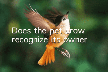 Does the pet crow recognize its owner?