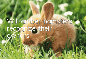 Will amber hamsters recognize their owners?