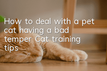 How to deal with a pet cat having a bad temper? Cat training tips!