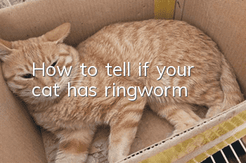 How to tell if your cat has ringworm?