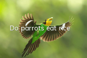 Do parrots eat rice?