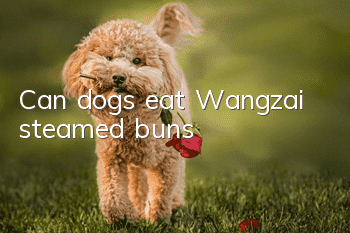 Can dogs eat Wangzai steamed buns?